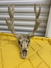 Large Fake Deer/Elk Skull With Antlers Heavy Duty Resin Compound. Remove Antlers