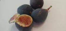 fig seeds for sale