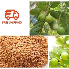 30+Dwarf Apple Guava (Psidium guajava) Seeds for planting from Sri Lanka fruit