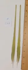 Perfect Set Pale Green INDIAN RINGNECK Parakeet Parrot Tail Feather 11 inch #022