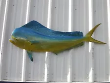 mahi mahi mount for sale