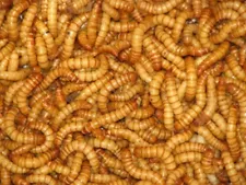 mealworms for sale cheap