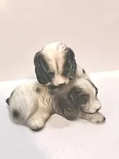 Black And White Cocker Spaniels Two Puppies