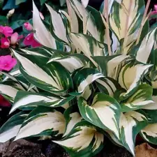 Hosta 'Fire and Ice' 3" Pot Size Starter Plant