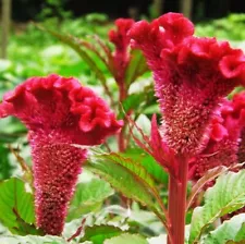 1 Pack 400 Giant Cockscomb Seeds Celosia Cristata Seed Garden Flowers S026