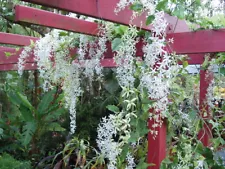 LIVE PLANT 3+ft White Petrea volubilis var. albiflora Alba Pubescens glandulosa