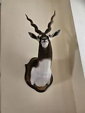 India Blackbuck Taxidermy Shoulder Mount For Sale Man CAVE BARWARE HUNTING