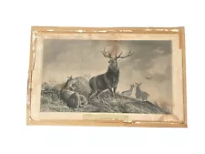 Sir Edwin Landseer "Monarch of the Glen"engraving Deer As Found!