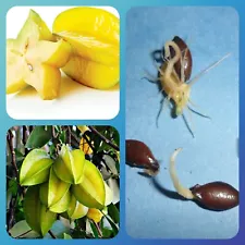 10 Star Fruit (Averrhoa carambola) Very Rare Organic Exotic Tropical Tree SEEDS