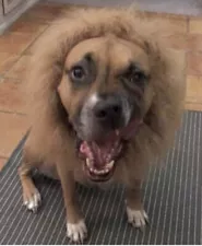 Lion Mane Halloween Dog Costume Adjustable Large Thick Fur Needs Fluffed