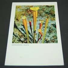 Chrome Postcard of Sarracenia alata Pitcher Plant, The New York Botanical Garden