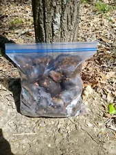 4+ POUNDS Of Organic Horse Manure 100% Pure Fresh Unleached 1 Gallon bag