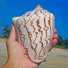 Large Noble Volute Seashell Conch Shell Rare Real Beach Home Deco 4.5-5.5" Large