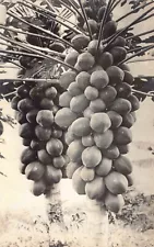 Real Photo Postcard Papaya Tree With fruit Growing on a Hawaiian Island~130298