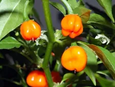 12 FRESH PICKED Orange Scotch Bonnet Peppers (Hydroponically Grown)