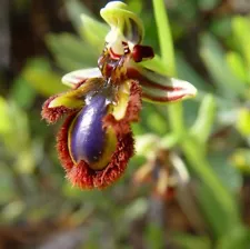 rare 1 bulb ophrys vernixia NOT PLANT