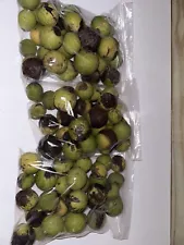 black walnut tree seeds for sale