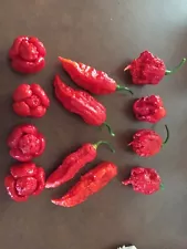 12 FRESH PICKED Super Hot Mix, 4 Red Carolina Reaper, 4 Ghost, and 4 Moruga