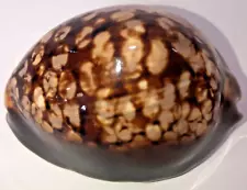 RARE, Large 74.27mm Glossy Seashell From Collection, Highest Quality RARE