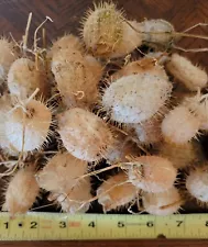 Lot Of 32 Dried Wild Cucumber Seed Pods Empty Natural Organic Crafts Decoration