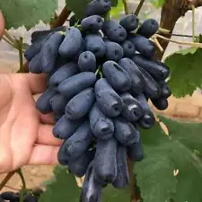 moon drop grapes plants for sale