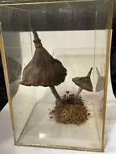 Dried Mushrooms With Dried Flowers In Clear Plexiglass, Removable Cube, Vintage