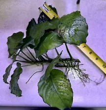 Anubias Coffeefolia Live Plant For Aquarium Fish Tank