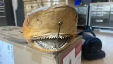 Vintage 4ft Long Shark Taxidermy