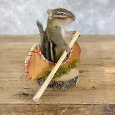 #28645 P | Novelty Chipmunk Taxidermy Mount For Sale