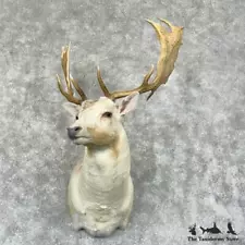 #29448 EL | Chocolate Fallow Deer Shoulder Mount For Sale