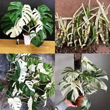 Monstera Albo Rooted Cutting Highly Variegated Halfmoon Node Cuttings Rare House