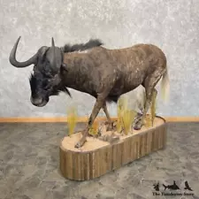 #27668 EL | African Black Wildebeest Taxidermy Shoulder Mount For Sale