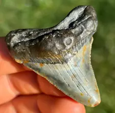 GEM! 2.09" Megalodon Shark Tooth Teeth Fossil Sharks necklace jaws jaw Meg