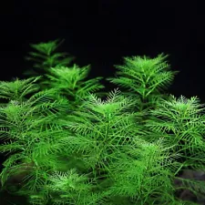 Myrio Filigree Green BUY2 GET1 FREE simulans Foxtail Live Aquarium Plants Bunch