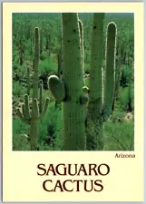 Saguaro Cactus Desert Scene Arizona Vintage Postcard