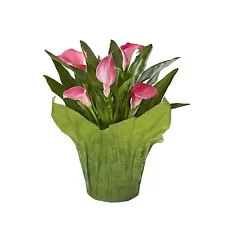 5-Inch Pink Mother's Day Calla Lily Live Plant with Decorative Pot