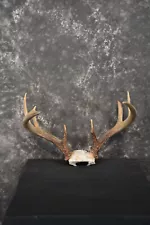 Whitetail Deer Taxidermy skull cap antlers for sale SKU 1448