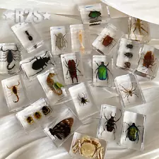 12 Pcs Insect in Resin Specimen Bugs Collection Paperweights Arachnid Resin lot