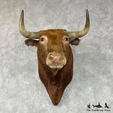 #25856 E+ | Spanish Fighting Bull Taxidermy Shoulder Mount For Sale