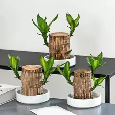 Groot Green Plant Brazilian Wood Water Raise Lucky Wood Potted Small Tree People