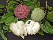 LIVE PLANT 3ft Annona Squamosa - Sweetsop - Sugar apple - Custard apple - Pinha