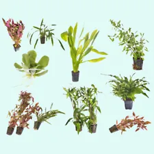 Beginner Live Aquarium Plants Bundle Live Aquarium Plants