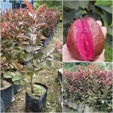 Grafted Australian Guava Tropical fruit tree 3-4Ft