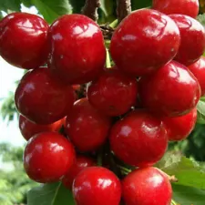 Brooks Cherry Tree seeding, Cherry Fruit Garden Plant Tree Seeds