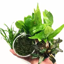 Set Live Aquarium Micro Sword Anubias Amazon Sword Java Fern Moss Package Stems