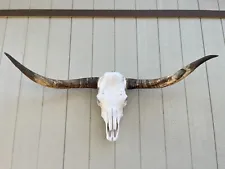 LONGHORN STEER SKULL 5 FEET 1/2" WIDE UNPOLISHED BULL HORN MOUNTED COW HEAD