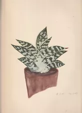 BOTANICAL PRINT , 1939 , ROCK PLANT , ALOE VARIEGATA