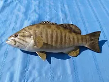 16"+ Smallmouth Bass Freshwater Taxidermy Fish Mount For Sale year 2016