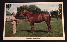 Lexington kentucky Thoroughbred For Sale Vintage Postcard KY52