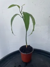 MANGO SEEDLING/JAMAICAN ST. JULIAN/HYBRID/ORGANIC/ (8"-12") 20% OFF SALE WOW!